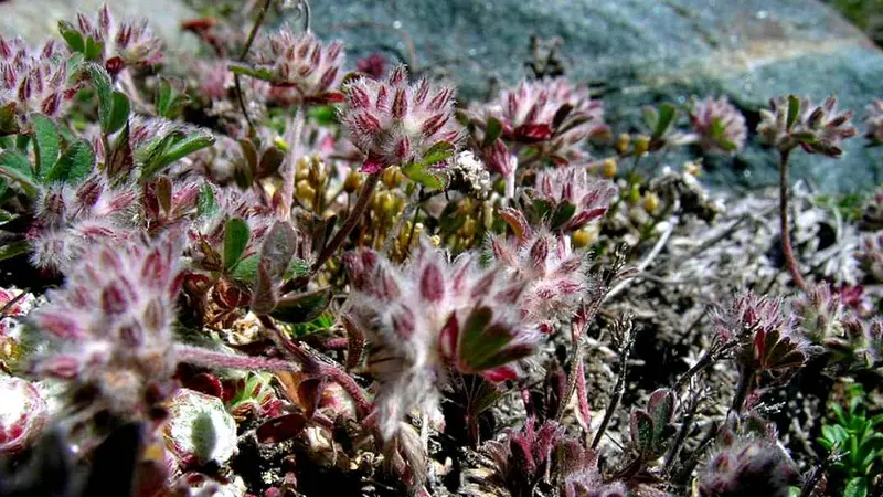 Trèfles des rochets