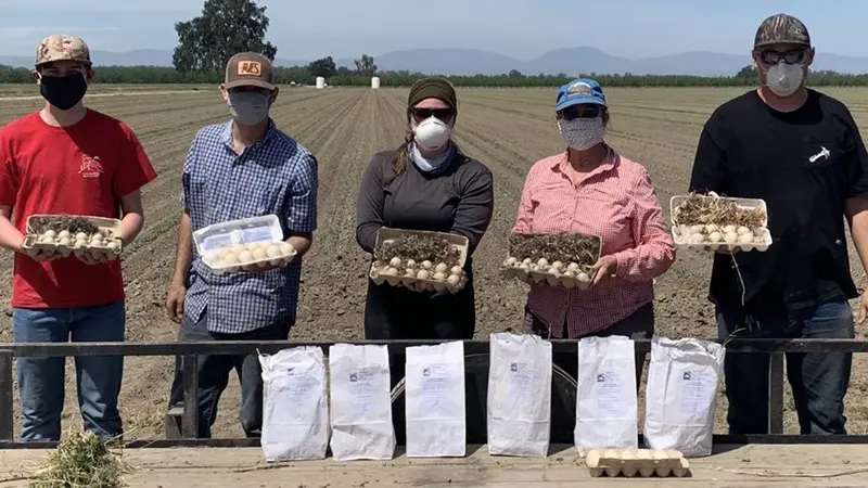 USA : on sauve des œufs de canards avant la moisson