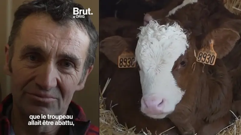 Brucellose en Haute-Savoie : la détresse de l’éleveur face à l’abattage imposé de son troupeau