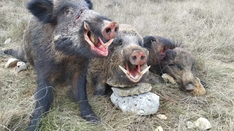 Un chasseur prélève 2 magnifiques keilers au même poste : la battue d’une vie (vidéo du tir)