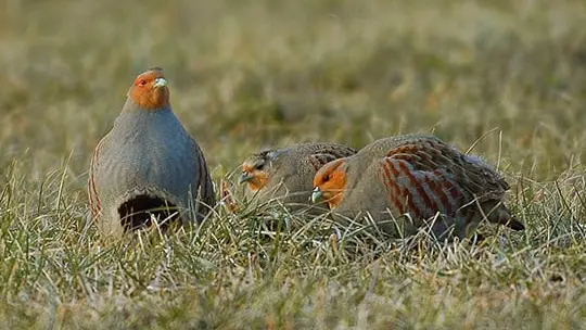 Les chasseurs Wallon bientôt privés de perdrix ?