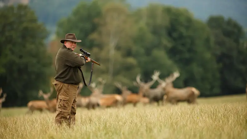 Une association de protection des animaux obligée de faire appel aux chasseurs pour tuer des cerfs et des sangliers