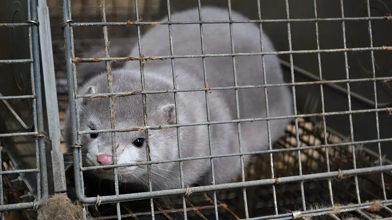 Coronavirus : le Danemark va abattre 15 millions de visons