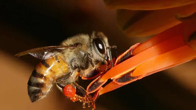 Maladie de Lyme : l’histoire d’Ellie Lobel, sauvée par des piqûres d’abeilles
