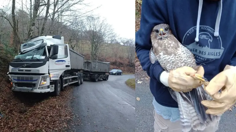 Un chauffeur routier perd son permis et plante son camion à cause d’une buse
