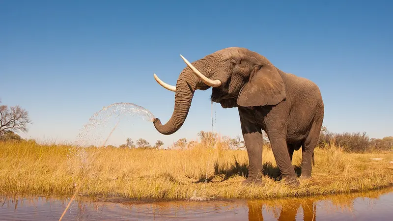 accident-chasseur-tue-elephant-argentin
