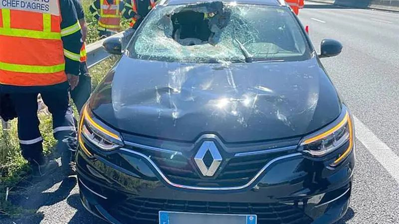 Un chevreuil traverse le pare-brise d’une voiture et fini sur le siège passager