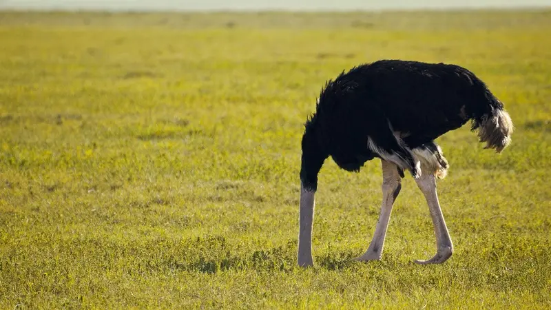 Accident de chasse : faire l’autruche ou informer ?