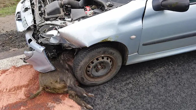 Collision avec le gibier, comment ça se passe vraiment ?