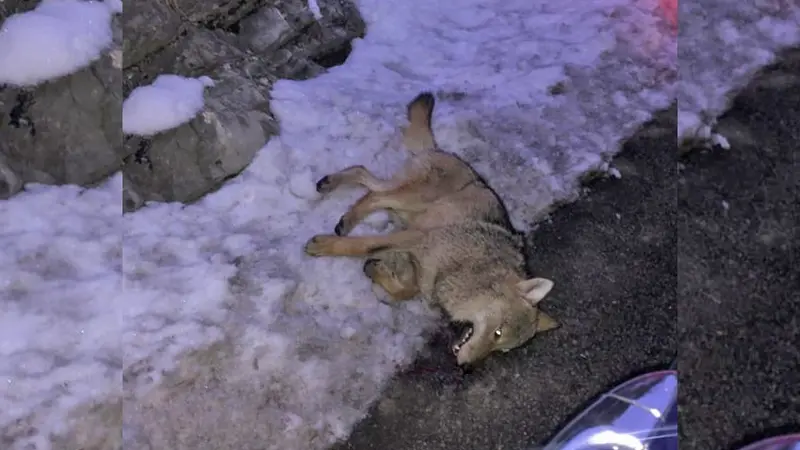 Un loup renversé en Haute-Savoie, la Fédération des chasseurs confirme une présence en augmentation