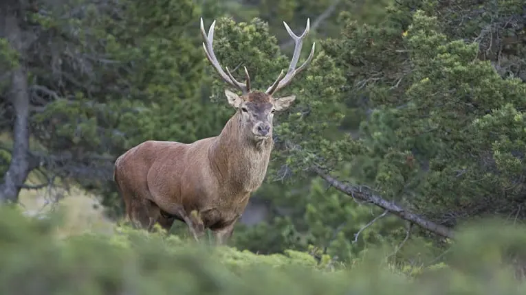 AVA serait à l'origine de l'accident entre un cerf et un automobiliste hier à Compiègne
