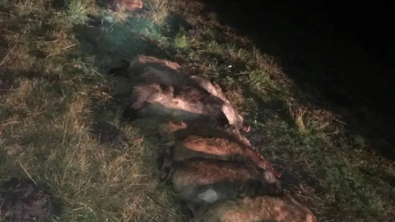 Une compagnie de sangliers provoque 3 accident sur l'A660
