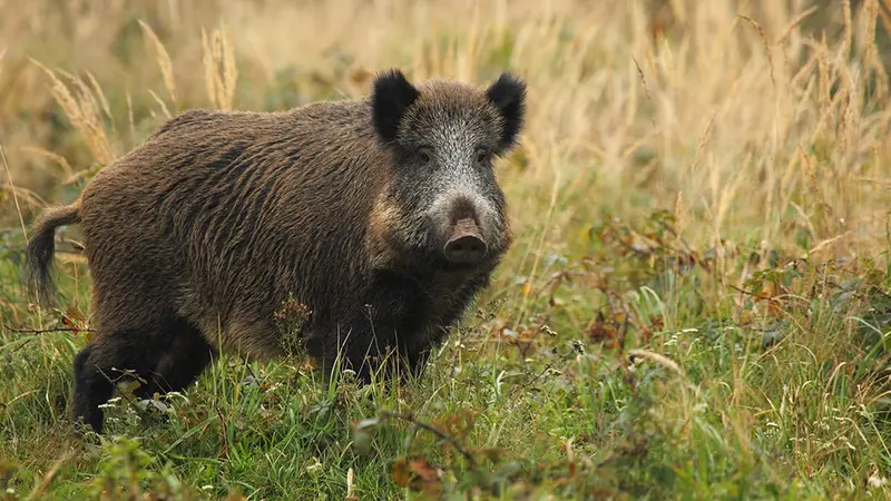 Un élevage illégal de sangliers démantelé en Dordogne