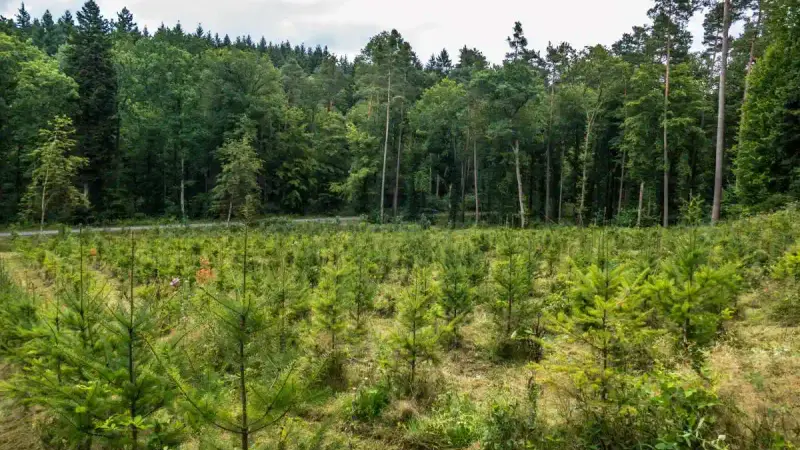 Grand gibier : un accord national conclu entre la FNC et l’ONF pour les forêts domaniales