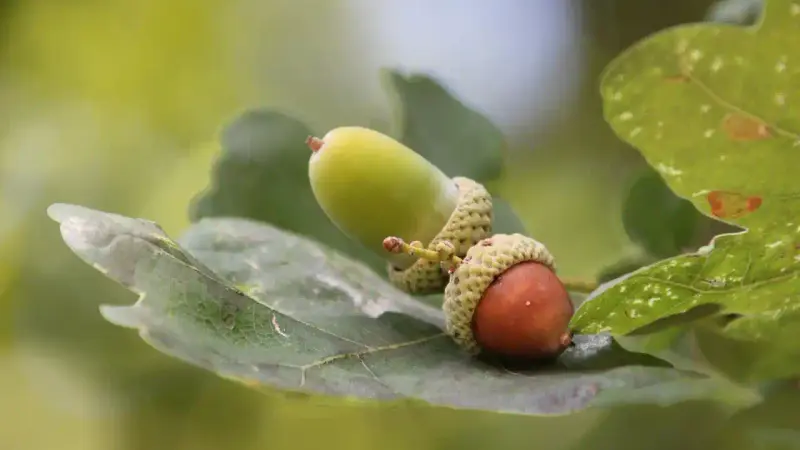 glands