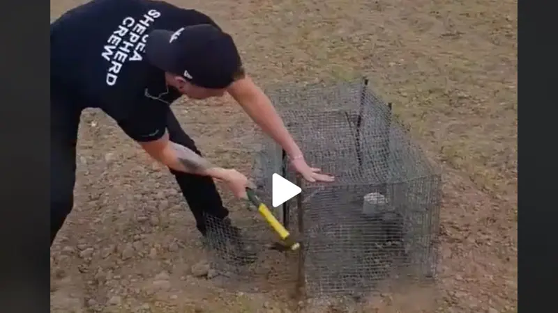 Un homme détruit une cage piège et relâche l’appelant 😱