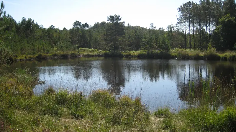1 étang de pêche à louer dans l’Oise avec l’ONF