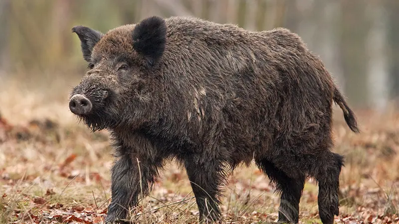 Qui veut adopter un sanglier de 140 kg ?