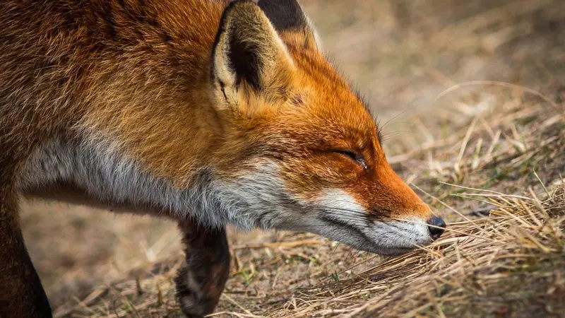 Yvelines : plaintes de riverains car les renards mangent leurs chats et leurs poules