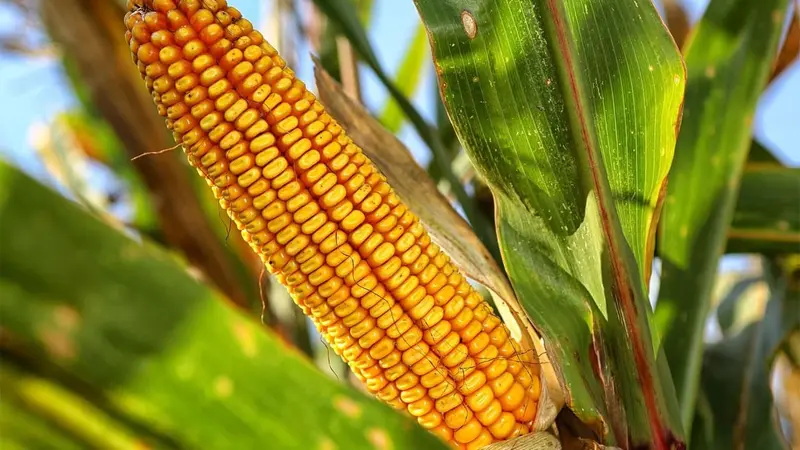 Agrainage du sanglier, une bonne ou une mauvaise mesure ?