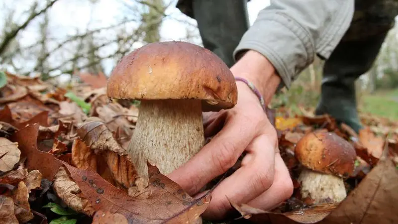 Le propriétaire d’un bois agressé par un cueilleur de champignons