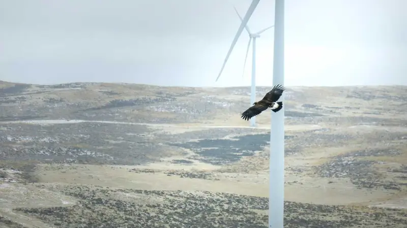 8 millions de dollars d’amende pour une société d’éoliennes tueuses d’aigles