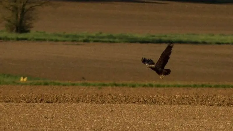 Un aigle impérial aperçu en Charente