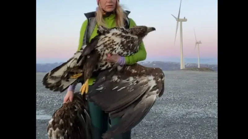 Éolienne : un aigle de mer coupé en deux (vidéo)