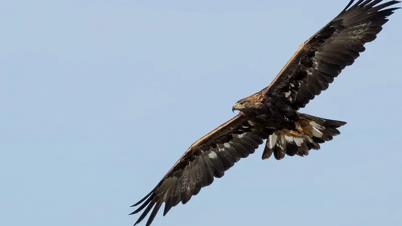 Un aigle royal retrouvé mort au pied d’une éolienne dans l’Hérault