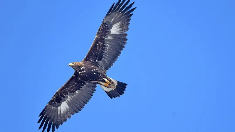 aigle royal
