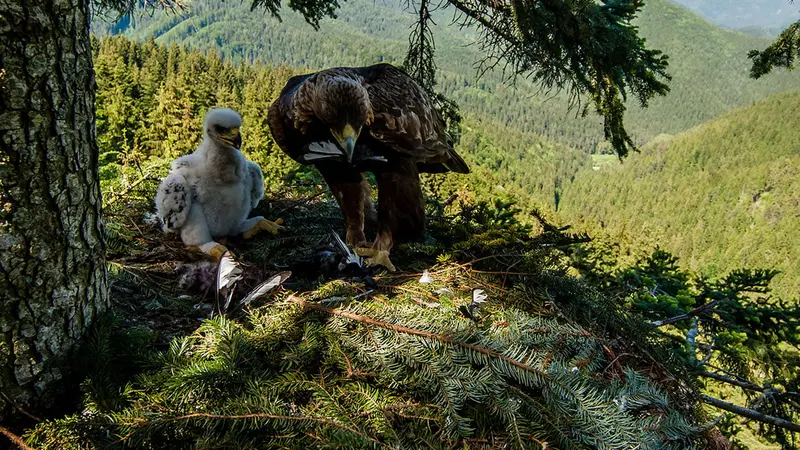 170 ans après la dernière nichée, un aigle royal naît dans le Jura