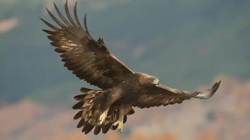Un parapentiste frôle la mort après l’attaque d’un aigle royal dans les airs