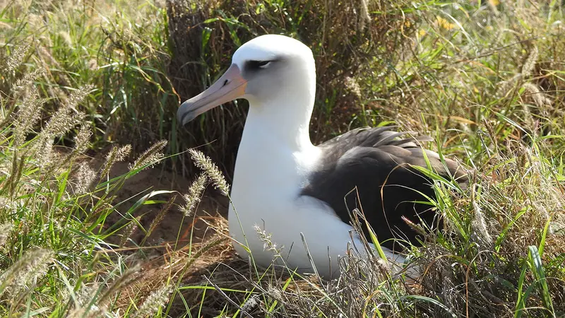Le plus vieil oiseau sauvage connu au monde a 68 ans