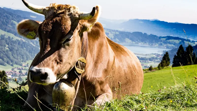 Une vache charge une famille en Ariège