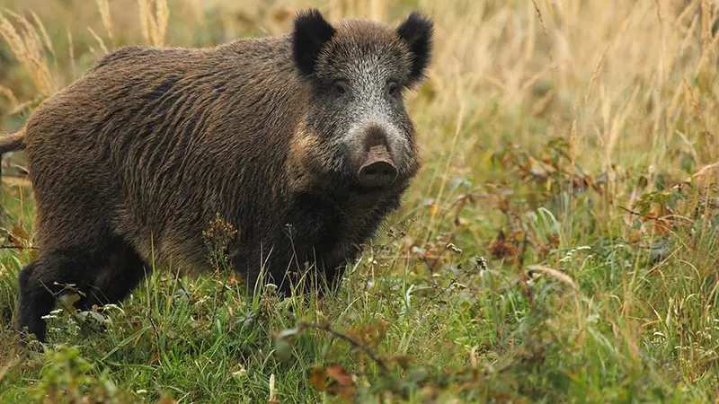 chasse sanglier