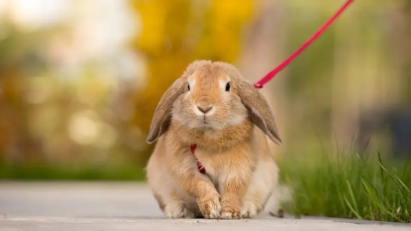 135 euros pour avoir promené leur lapin domestique