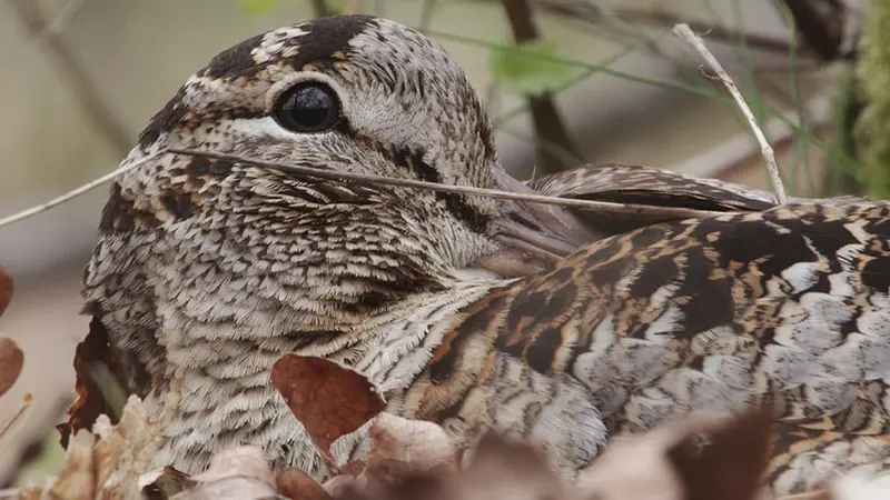 Bécasses, une bonne saison de chasse en prévision ?