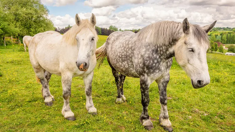 Une Anglaise porte plainte contre l’odeur des chevaux de son voisin