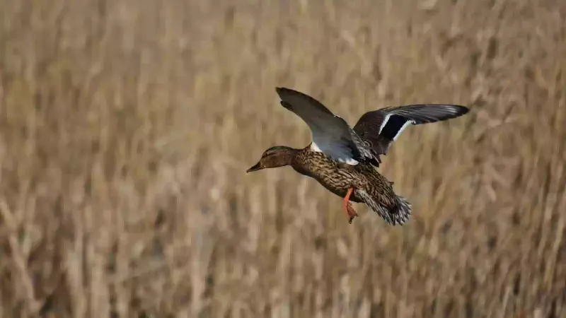 impact de la chasse sur les populations d'oiseaux