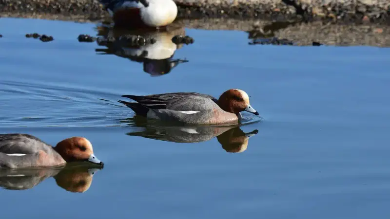 canard siffleur