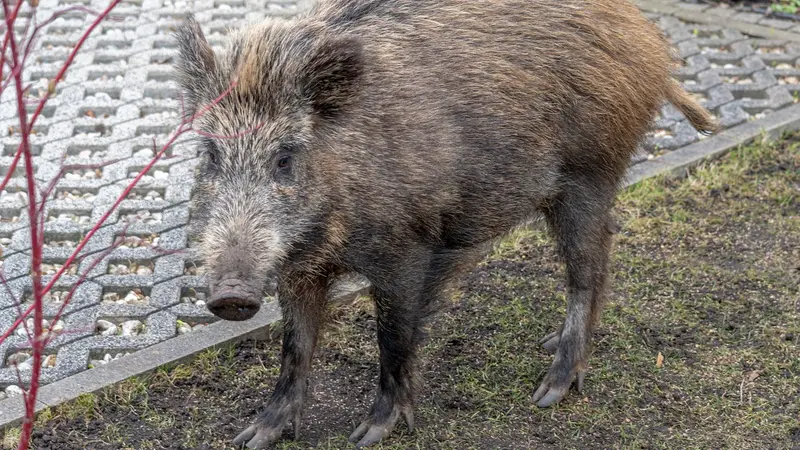 Les chasseurs autorisés à chasser les sangliers dans les jardins privés dans une commune du Luxembourg
