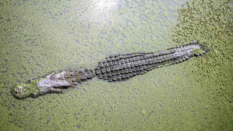 Un crocodile dans la Dordogne : gendarmes, pompiers et agents de l’OFB appelés sur place