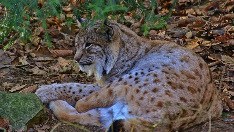Le centre Athenas offre 1000€ dans l’affaire du lynx