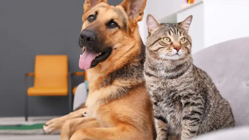Il y a 79 millions d’animaux de compagnie en France