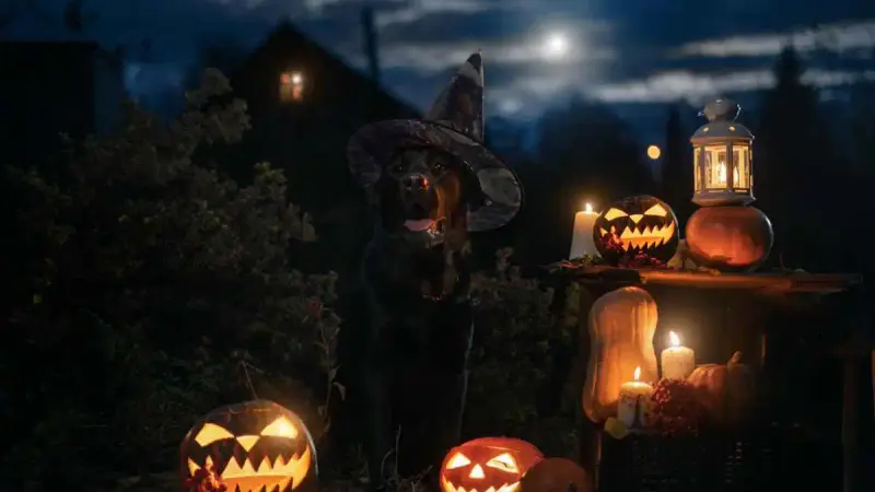 Halloween : quels animaux risque-t-on de rencontrer la nuit ?