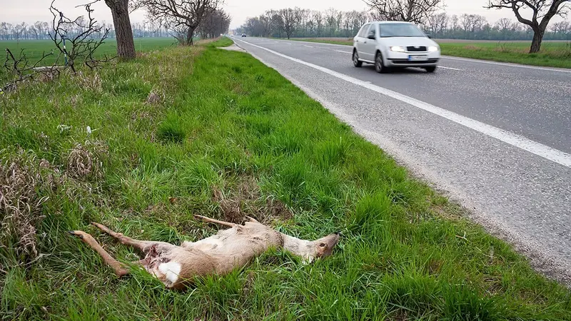 Les routes tuent plus de 200 millions d’animaux en Europe tous les ans