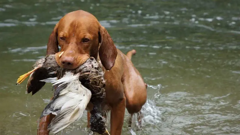 chasse espagne