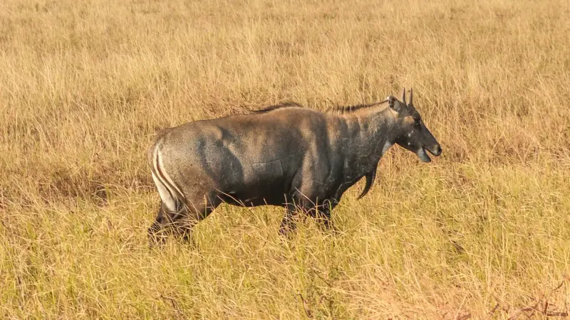 Les chasseurs du Tarn prélèvent… une antilope Nilgaut
