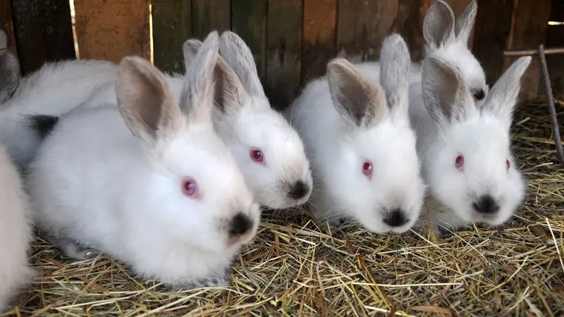 Vidéo : au cœur l’antispécisme en Belgique