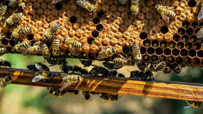 Du miel produit sans abeilles, la nouvelle marotte d’une entreprise végane